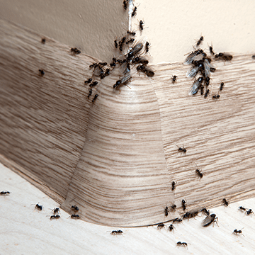 mieren bestrijden