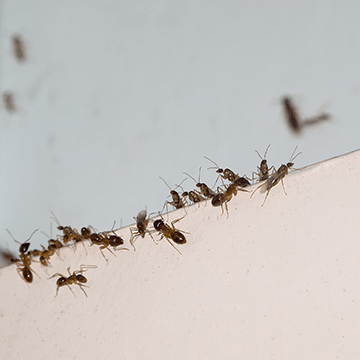 mieren-verdelgen
